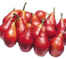 中国精品早熟红黄大头梨水果基地