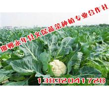 邯郸永年县义保蔬菜种植专业合作社