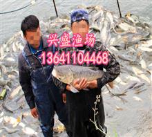 北京兴盛淡水鱼养殖基地