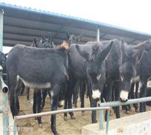山东畜牧局风园牧业种牛羊良种推广养殖供求基地