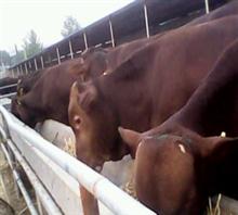 牛犊皮肤脱毛的原因咨询百泰牧业肉牛养殖基地