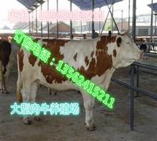 湖南株洲肉牛养殖场