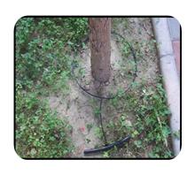 桂林罗汉果果树小管出流科学灌溉