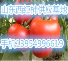 山东临沂西红柿出售