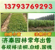 北京出售1-8公分法桐苗价格表