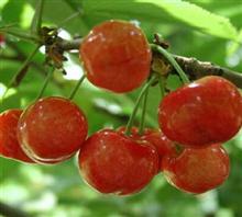原生态汶川甜樱桃采摘果园