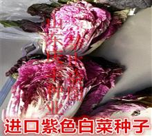 韩国进口紫色白菜种子