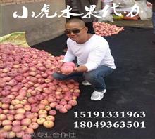 陕西苹果红富士苹果苹果批发价格