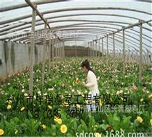 郑州祥瑞专业建造花卉温室大棚