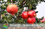贵州甘肃广东盆栽石榴树品种