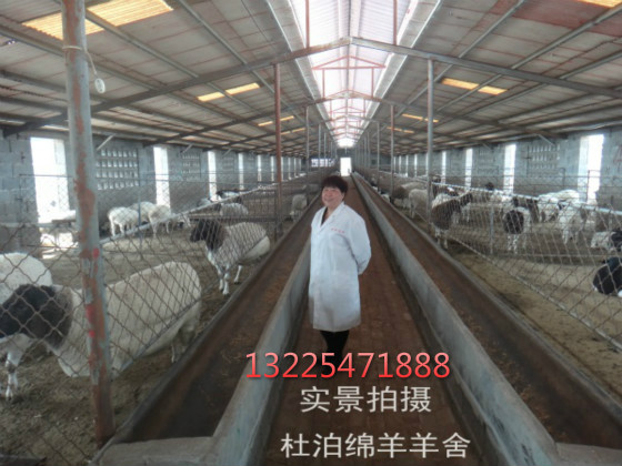 鹤壁市山城区黑头杜泊羊种羊养殖育肥技术要点