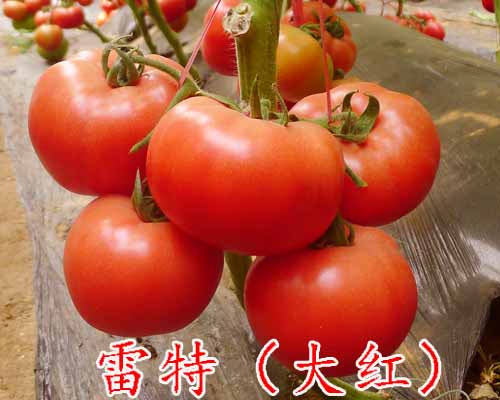 雷特-优质大红番茄种子