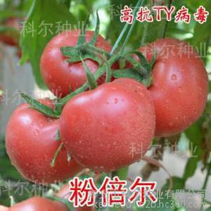 科尔种业供应粉倍尔番茄种子