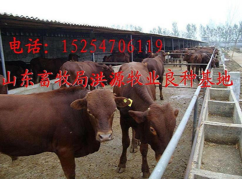 目前利木赞牛多少钱一斤