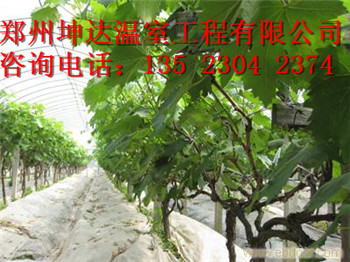 郑州镀锌钢管大棚建造价格蔬菜温室大棚搭建团队