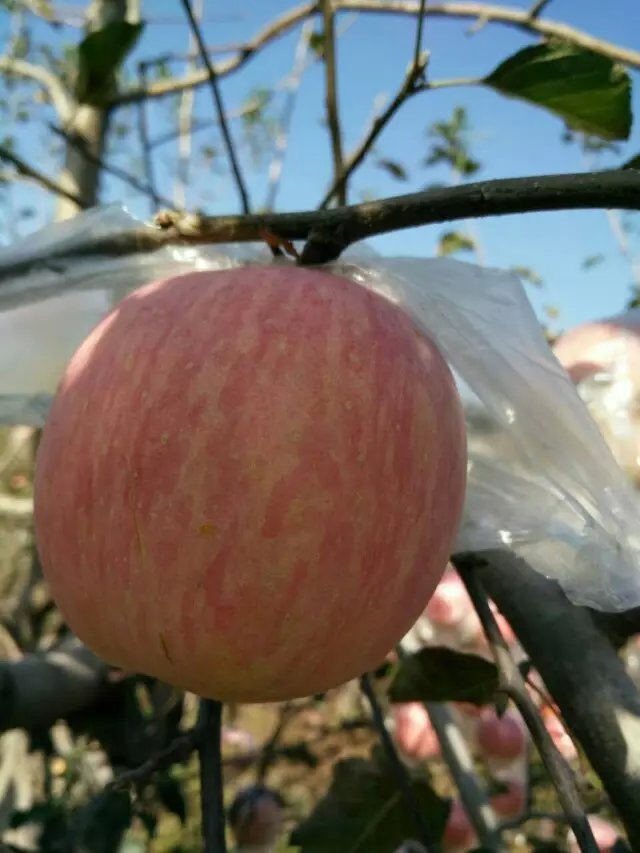 陕西又脆又甜的膜袋红富士苹果产地苹果价格