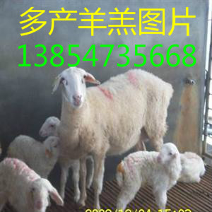 内蒙古最近养殖杜泊羊