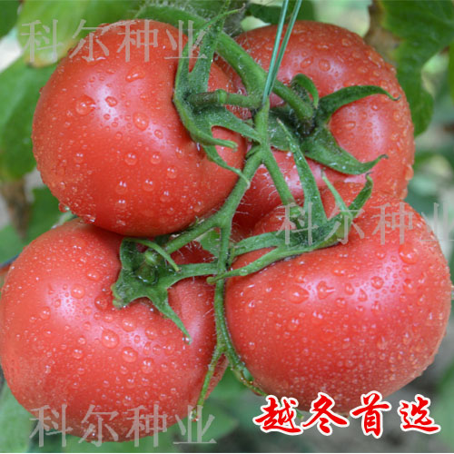 西亚德-越冬好西红柿品种 耐低温