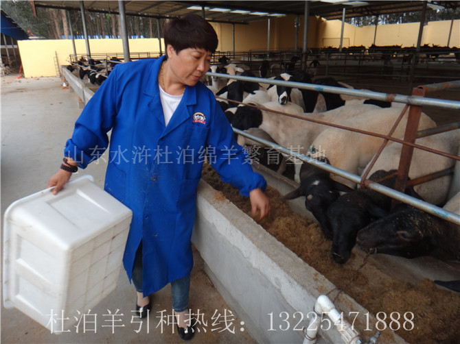 河南叶县黑头杜泊羊种羊养殖成本和利润分析