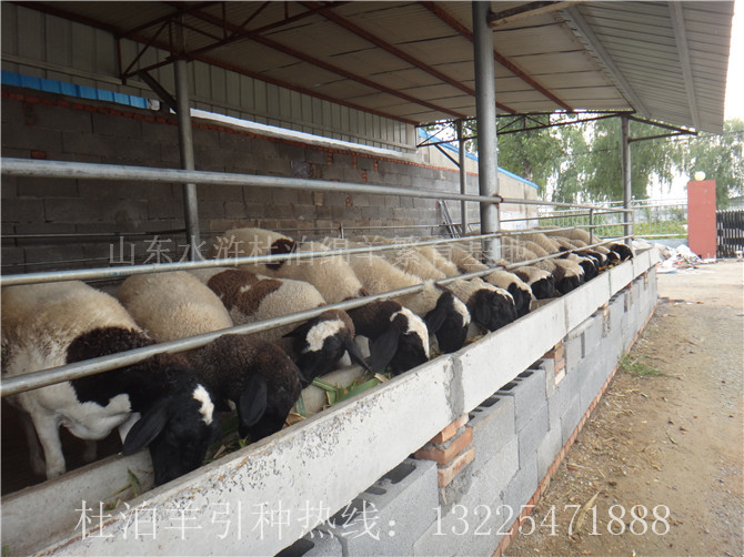 望谟县杜泊羊养殖效益