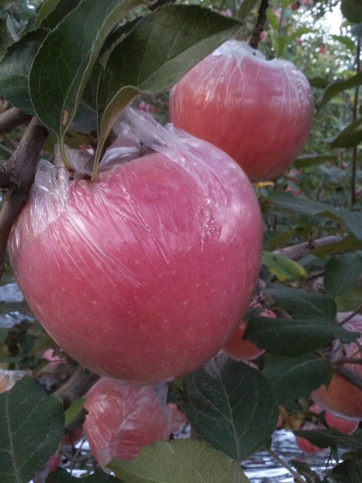 陕西红富士苹果产地苹果基地
