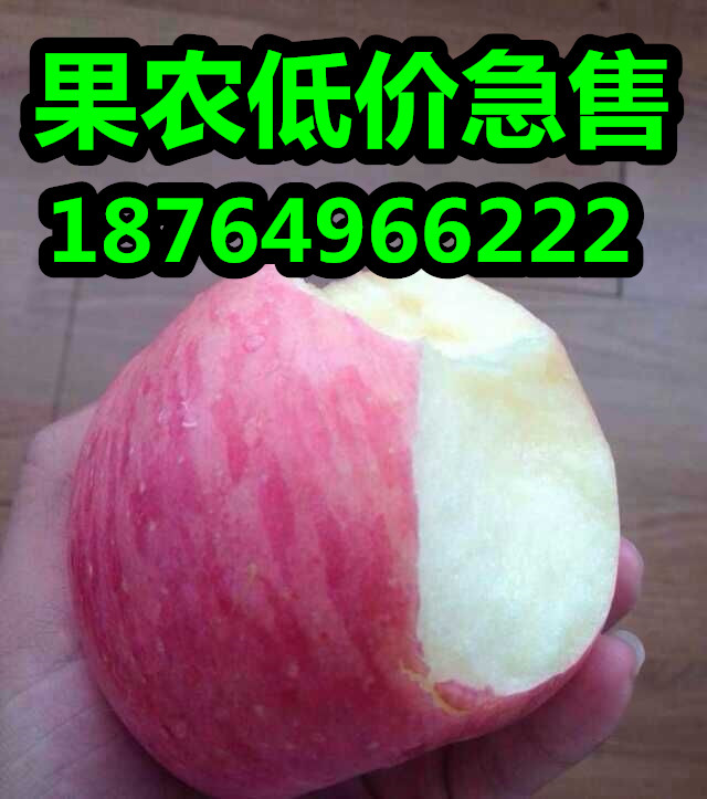 山东苹果红富士苹果价格