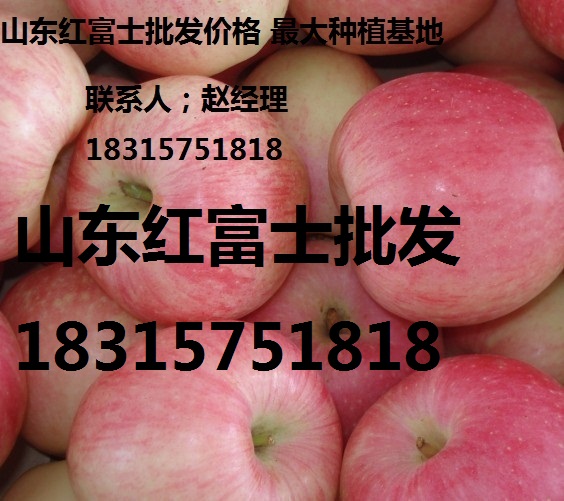 山东红富士苹果苹果批发价