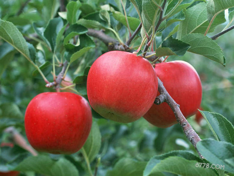 山东早熟苹果树苗 培养方法 高产优质