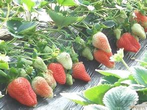四季草莓种苗批发