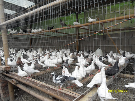 肉鸽观赏鸽种鸽养殖场