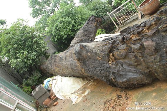 四川五千年巨型乌木价值千万