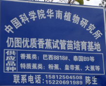 惠州镇隆镇批发香蕉苗零售点