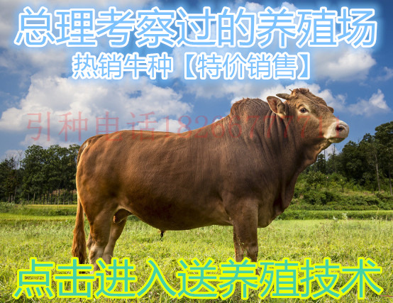 贵州买母牛