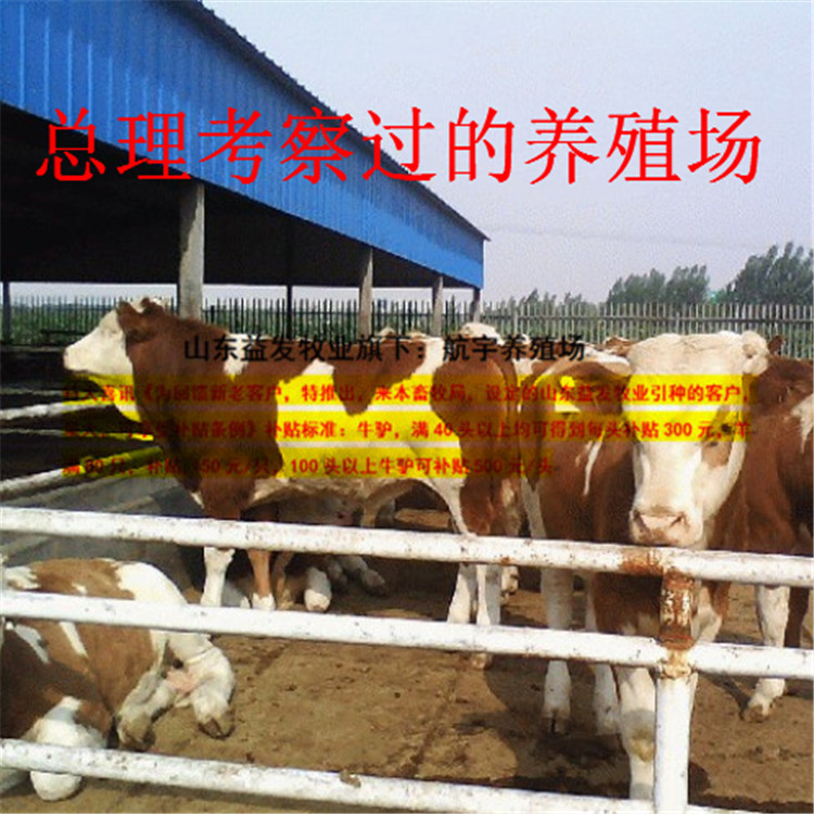广东杂交肉牛