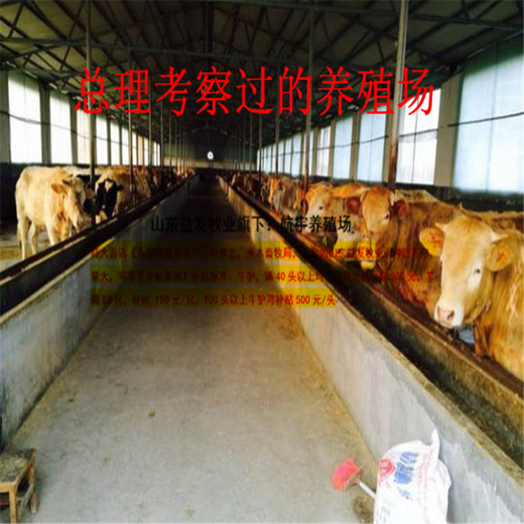广东牛犊养殖技术