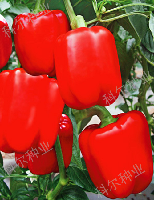红圣达五彩椒种子 进口五彩椒好品种
