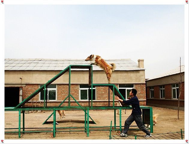 丹东宠物训导训犬师培训学校--详询金牌宠物