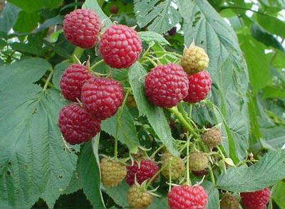 应季水果批发红树莓鲜果 黑加仑鲜果 灯笼