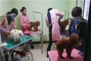 铁岭宠物美容师培训「金牌宠物-快乐学习」宠物美容培训学校