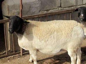 杜泊羊多少钱一斤