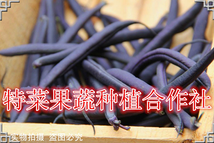 紫芸豆种子价格