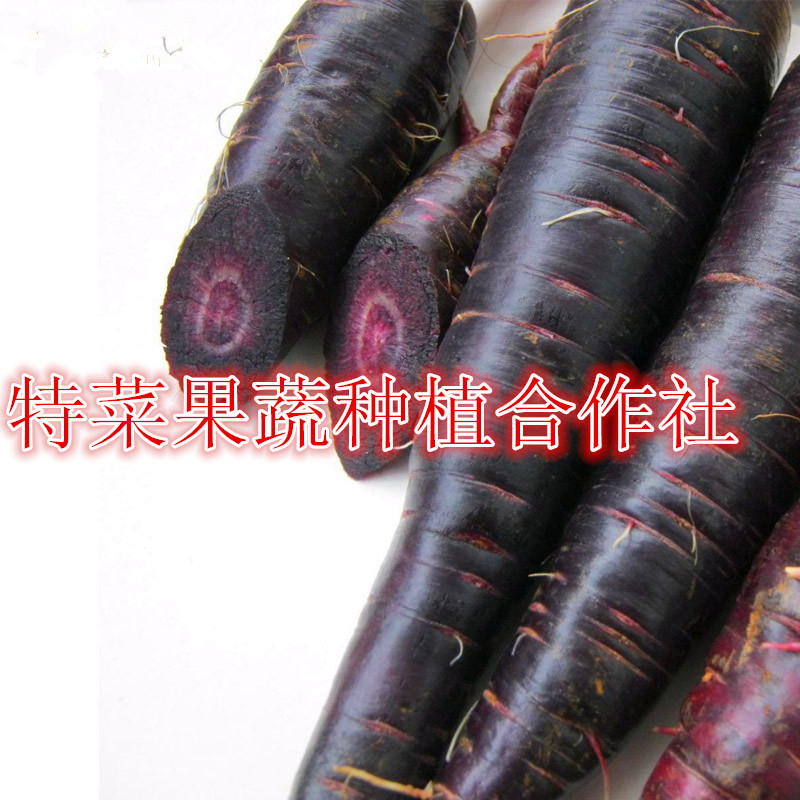 紫胡萝卜种子价格