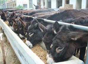 山东正方肉驴养殖基地