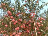 桃树品种苗