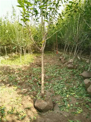 出售石榴树苗-山东枣庄1-30公分石榴树供应