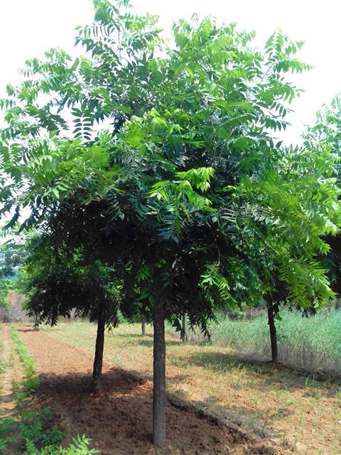 供应米径3-20公分美国山核桃树