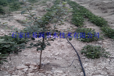 江津区水肥一体化公司供应各种果树滴灌材料
