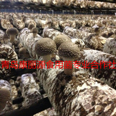 山东青岛出口香菇菌棒出菇质量优质