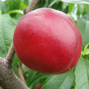 大棚油桃树苗、大棚油桃树苗新品种、大棚油桃树苗价格