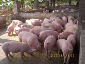 今日猪娃价格苗猪养殖场销售价格